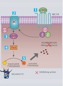 MSH White™ (Undecylenoyl...