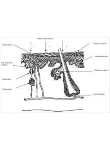 Franz Cell Analysis...