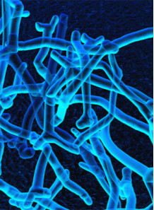 Bifidobacterium breve (500...