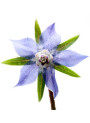 NaturalProfile™ Borage Oil (Hi GLA, Cold-Pressed)