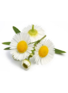 Chamomile Oil (Roman, China...