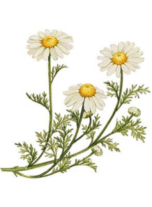 Natural Bisabolol (Brazil...