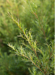 Acne-TT™ (Standardized Tea...