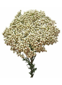 Chemical 3039 - For Reed...