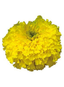 Tagetes Oil