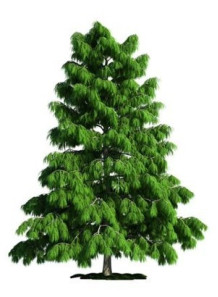 Cedarwood Oil (Texas, USA)