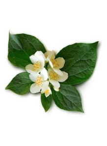 Neroli Fragrance Oil