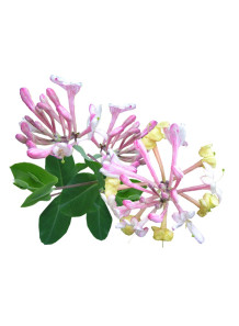 Honeysuckle Oil