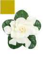 Gardenia Yellow Pigment (Natural Pigment Powder)
