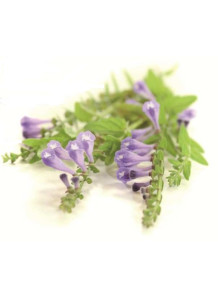 Pure-Baicalin™ (Scutellaria...