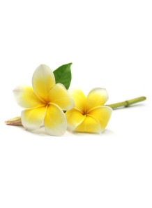 Plumeria Alba (Frangipani)...