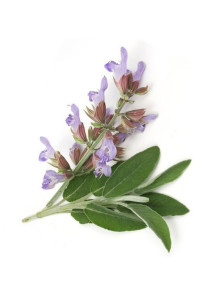 SclareoWhite™ (Sclareolide,...