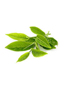 Green Tea Extract (EGCG...