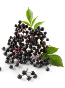 Elderberry (Black) Fruit Powder เอลเดอร์เบอร์รี่