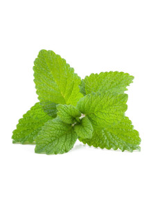 WrinkleCare™ Lemon Balm...