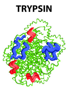 Trypsin Enzyme (2500USP/mg,...